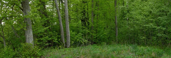 Karanlık yaprak döken ve yemyeşil ormanların arasından geçen yol. Çam, çam ağaçları, ağaç kütükleri, yeşil bitkiler, yosun. Avrupa 'da yaz. Doğa, ekoloji, çevre koruma, eko-turizm