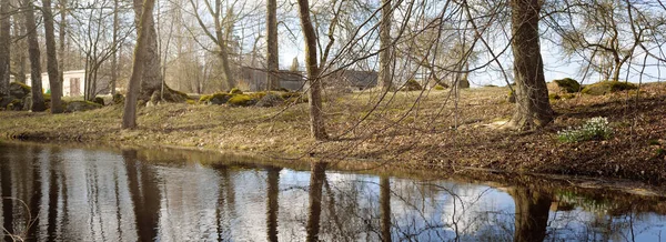森林公园里的白花 倒映在水面上 快乐的象征 早春自然 环境保护 Idyllic Landscape — 图库照片