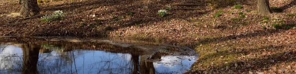 White Galanthus Snowdrops Flowers Forest Park Trees River Blue Sky — Stock Photo, Image