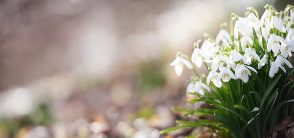 在森林公园里一片繁茂的草地上 白花盛开 欢乐的象征 春天的开始 复活节 环境保护 宏观摄影 Bokeh — 图库照片