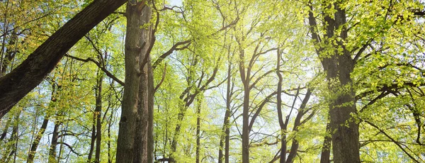 Ścieżka Aleja Przez Zielony Park Leśny Pogodny Dzień Miękkie Światło — Zdjęcie stockowe