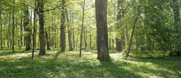 Sikátor Keresztül Zöld Erdő Park Egy Tiszta Napon Puha Napfény — Stock Fotó