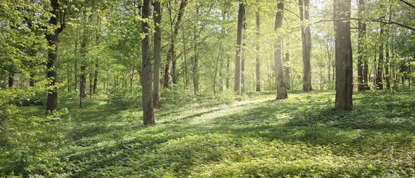 Açık bir günde Yeşil Orman Parkı 'ndan geçen patika. Yumuşak güneş ışığı, güneş ışığı, gölgeler. İlkbahar, yaz Avrupa 'da başlıyor. Doğa, çevre, ekoloji, eko-turizm, yürüyüş, yürüyüş, keşif