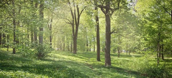 Açık bir günde Yeşil Orman Parkı 'ndan geçen patika. Yumuşak güneş ışığı, güneş ışığı, gölgeler. İlkbahar, yaz Avrupa 'da başlıyor. Doğa, çevre, ekoloji, eko-turizm, yürüyüş, yürüyüş, keşif