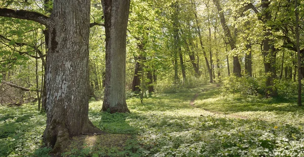 Açık bir günde Yeşil Orman Parkı 'ndan geçen patika. Yumuşak güneş ışığı, güneş ışığı, gölgeler. İlkbahar, yaz Avrupa 'da başlıyor. Doğa, çevre, ekoloji, eko-turizm, yürüyüş, yürüyüş, keşif