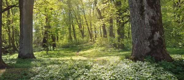 Açık bir günde Yeşil Orman Parkı 'ndan geçen patika. Yumuşak güneş ışığı, güneş ışığı, gölgeler. İlkbahar, yaz Avrupa 'da başlıyor. Doğa, çevre, ekoloji, eko-turizm, yürüyüş, yürüyüş, keşif