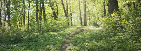 Ścieżka Aleja Przez Zielony Park Leśny Pogodny Dzień Miękkie Światło — Zdjęcie stockowe