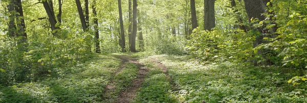 Ścieżka Aleja Przez Zielony Park Leśny Pogodny Dzień Miękkie Światło — Zdjęcie stockowe