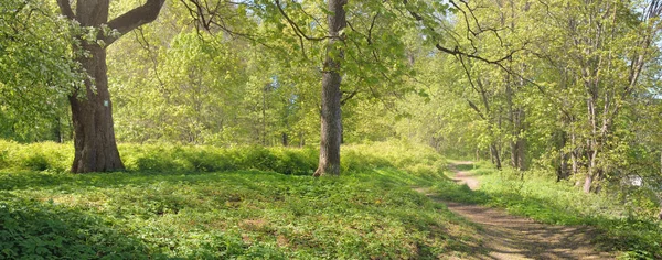 Açık bir günde Yeşil Orman Parkı 'ndan geçen patika. Yumuşak güneş ışığı, güneş ışığı, gölgeler. İlkbahar, yaz Avrupa 'da başlıyor. Doğa, çevre, ekoloji, eko-turizm, yürüyüş, yürüyüş, keşif