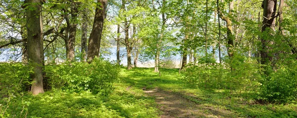 Pathway (alley) through the green forest park on a clear day. Soft sunlight, sunbeams, shadows. Spring, summer beginning in Europe. Nature, environment, ecology, ecotourism, hiking, walking, exploring