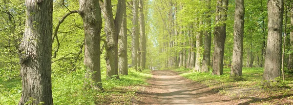 Açık bir günde Yeşil Orman Parkı 'ndan geçen patika. Yumuşak güneş ışığı, güneş ışığı, gölgeler. İlkbahar, yaz Avrupa 'da başlıyor. Doğa, çevre, ekoloji, eko-turizm, yürüyüş, yürüyüş, keşif