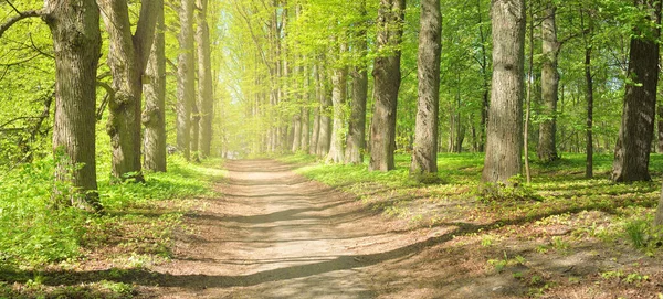 Açık bir günde Yeşil Orman Parkı 'ndan geçen patika. Yumuşak güneş ışığı, güneş ışığı, gölgeler. İlkbahar, yaz Avrupa 'da başlıyor. Doğa, çevre, ekoloji, eko-turizm, yürüyüş, yürüyüş, keşif