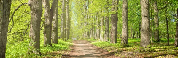 Pathway Gränd Genom Den Gröna Skogsparken Klar Dag Mjukt Solljus — Stockfoto