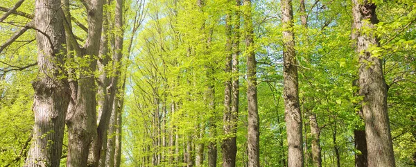 Μονοπάτι Σοκάκι Μέσα Από Καταπράσινο Δασικό Πάρκο Μια Σαφή Ημέρα — Φωτογραφία Αρχείου