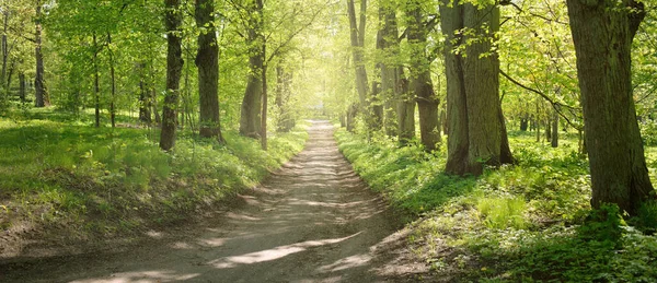 Açık bir günde Yeşil Orman Parkı 'ndan geçen patika. Yumuşak güneş ışığı, güneş ışığı, gölgeler. İlkbahar, yaz Avrupa 'da başlıyor. Doğa, çevre, ekoloji, eko-turizm, yürüyüş, yürüyüş, keşif