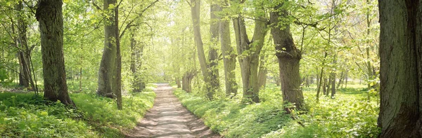 Pathway (alley) through the green forest park on a clear day. Soft sunlight, sunbeams, shadows. Spring, summer beginning in Europe. Nature, environment, ecology, ecotourism, hiking, walking, exploring