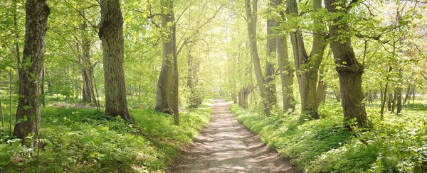 Açık bir günde Yeşil Orman Parkı 'ndan geçen patika. Yumuşak güneş ışığı, güneş ışığı, gölgeler. İlkbahar, yaz Avrupa 'da başlıyor. Doğa, çevre, ekoloji, eko-turizm, yürüyüş, yürüyüş, keşif