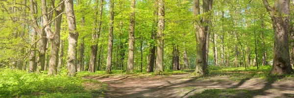Pathway (alley) through the green forest park on a clear day. Soft sunlight, sunbeams, shadows. Spring, summer beginning in Europe. Nature, environment, ecology, ecotourism, hiking, walking, exploring