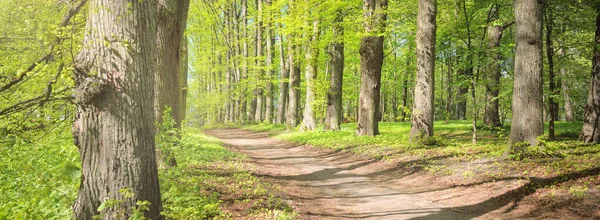 Путь Через Зеленый Лесопарк Ясный День Мягкий Солнечный Свет Солнечные — стоковое фото