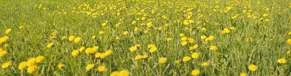 Campo Verde Florescendo Flores Dente Leão Amarelo Dia Ensolarado Claro — Fotografia de Stock