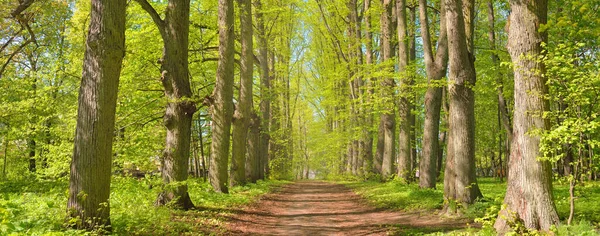 Weg Allee Durch Den Grünen Waldpark Einem Klaren Tag Sanftes — Stockfoto