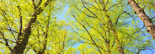 Açık bir günde Yeşil Orman Parkı 'ndan geçen patika. Yumuşak güneş ışığı, güneş ışığı, gölgeler. İlkbahar, yaz Avrupa 'da başlıyor. Doğa, çevre, ekoloji, eko-turizm, yürüyüş, yürüyüş, keşif