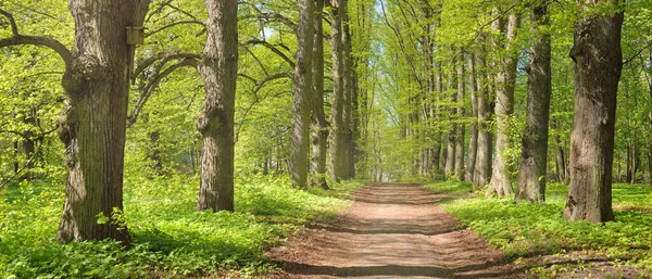 Açık bir günde Yeşil Orman Parkı 'ndan geçen patika. Yumuşak güneş ışığı, güneş ışığı, gölgeler. İlkbahar, yaz Avrupa 'da başlıyor. Doğa, çevre, ekoloji, eko-turizm, yürüyüş, yürüyüş, keşif