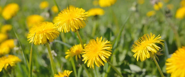 Zöld Mező Virágzó Sárga Pitypang Virágok Egy Tiszta Napsütéses Napon — Stock Fotó