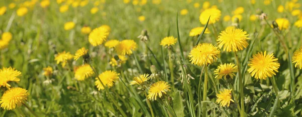 Green Field Blooming Yellow Dandelion Flowers Clear Sunny Day Idyllic — Stock Photo, Image