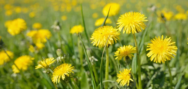 Green Field Blooming Yellow Dandelion Flowers Clear Sunny Day Idyllic — Stock Photo, Image