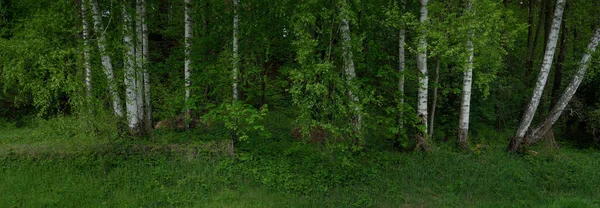 Kleine Rivier Beek Het Donkere Groenblijvende Bos Machtige Bomen Planten — Stockfoto