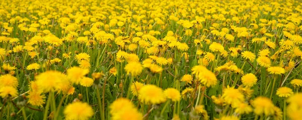 Grüne Wiese Blühende Gelbe Löwenzahnblüten Einem Klaren Sonnigen Tag Idyllische — Stockfoto