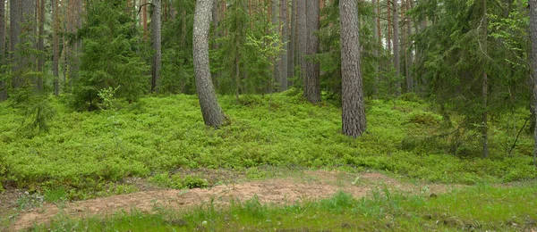 Pathway through the hills of dark deciduous and evergreen forest. Pine, spruce trees, tree logs, green plants, moss. Summer in Europe. Nature, ecology, environmental conservation, ecotourism
