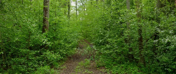 穿过茂密的落叶森林和常绿森林的小山的小径 云杉树 绿色植物 夏天在欧洲 环境保护 生态旅游 — 图库照片