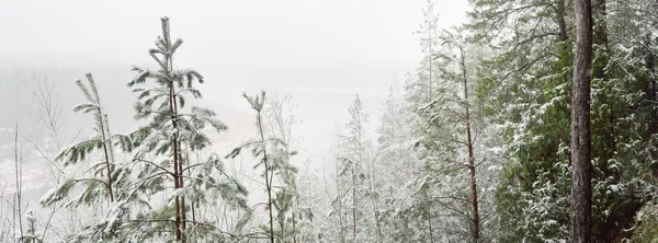 Snow Covered Overgrown Hills Majestic Evergreen Forest Mighty Pine Spruce — Stock Photo, Image