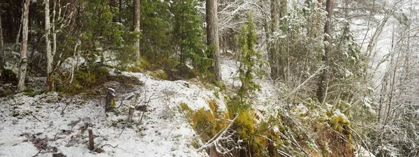 Snow Covered Overgrown Hills Majestic Evergreen Forest Mighty Pine Spruce — Stockfoto