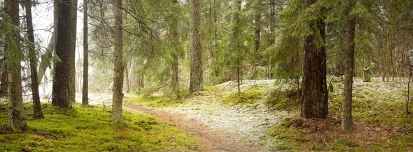 Floresta Pinheiros Coberta Neve Nevasca Árvores Verdes Poderosas Fecham Paisagem — Fotografia de Stock
