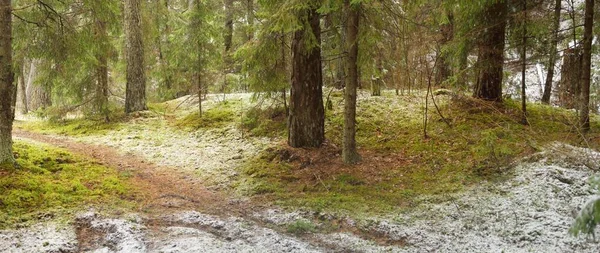 Ośnieżony Las Sosnowy Śnieżyca Potężne Wiecznie Zielone Drzewa Bliska Ciemny — Zdjęcie stockowe