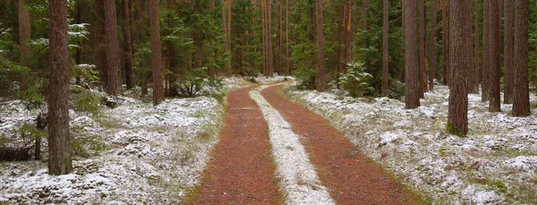 穿过白雪覆盖的茂密常绿森林的小路 高大的松树和云杉树 初雪初冬自然 生态旅游 — 图库照片
