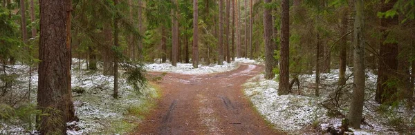 Путь Через Величественный Заснеженный Вечнозеленый Лес Могучие Сосны Ели Первый — стоковое фото