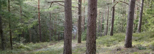 Majestätischer Immergrüner Wald Mächtige Kiefern Und Fichten Moos Farne Pflanzen — Stockfoto