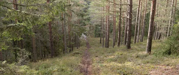 Görkemli Evergreen Ormanı. Güçlü çam ve çam ağaçları, yosun, eğrelti otu, bitkiler. Yumuşak güneş ışığı. Baharın başında. Saf doğa. Ekoloji, yürüyüş, temiz hava, sağlıklı yaşam tarzı kavramları.