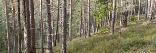 Görkemli Evergreen Ormanı. Güçlü çam ve çam ağaçları, yosun, eğrelti otu, bitkiler. Yumuşak güneş ışığı. Baharın başında. Saf doğa. Ekoloji, yürüyüş, temiz hava, sağlıklı yaşam tarzı kavramları.