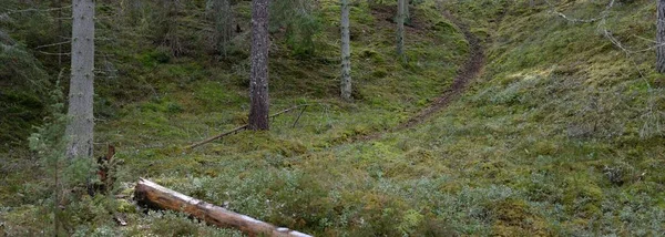 Majestuoso Bosque Siempreverde Poderosos Pinos Abetos Musgos Helechos Plantas Luz — Foto de Stock