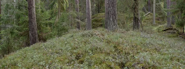 Görkemli Evergreen Ormanı. Güçlü çam ve çam ağaçları, yosun, eğrelti otu, bitkiler. Yumuşak güneş ışığı. Baharın başında. Saf doğa. Ekoloji, yürüyüş, temiz hava, sağlıklı yaşam tarzı kavramları.