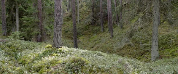 Görkemli Evergreen Ormanı. Güçlü çam ve çam ağaçları, yosun, eğrelti otu, bitkiler. Yumuşak güneş ışığı. Baharın başında. Saf doğa. Ekoloji, yürüyüş, temiz hava, sağlıklı yaşam tarzı kavramları.