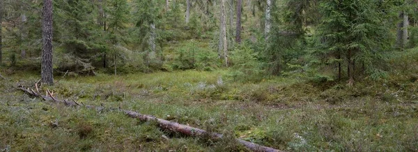 Görkemli Evergreen Ormanı. Güçlü çam ve çam ağaçları, yosun, eğrelti otu, bitkiler. Yumuşak güneş ışığı. Baharın başında. Saf doğa. Ekoloji, yürüyüş, temiz hava, sağlıklı yaşam tarzı kavramları.
