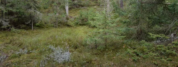 Majestic Evergreen Forest Mighty Pine Spruce Trees Moss Fern Plants — Stockfoto