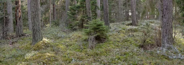 Görkemli Evergreen Ormanı. Güçlü çam ve çam ağaçları, yosun, eğrelti otu, bitkiler. Yumuşak güneş ışığı. Baharın başında. Saf doğa. Ekoloji, yürüyüş, temiz hava, sağlıklı yaşam tarzı kavramları.