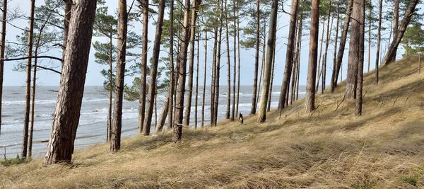 Pobřeží Baltského Moře Písečné Duny Majestátní Věčně Zelený Les Mohutné — Stock fotografie